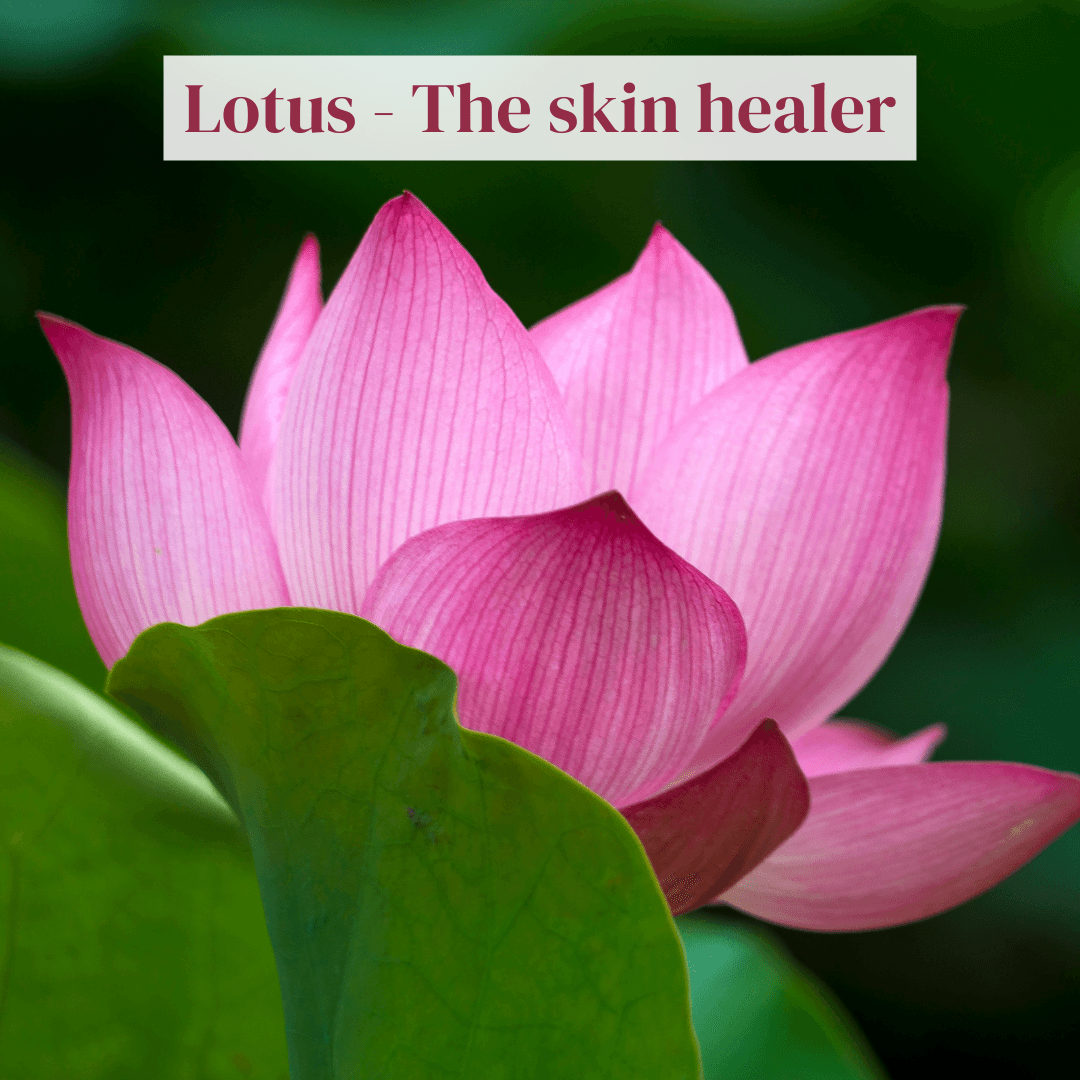 The benefits of Lotus flower for skin - LuxaDerme